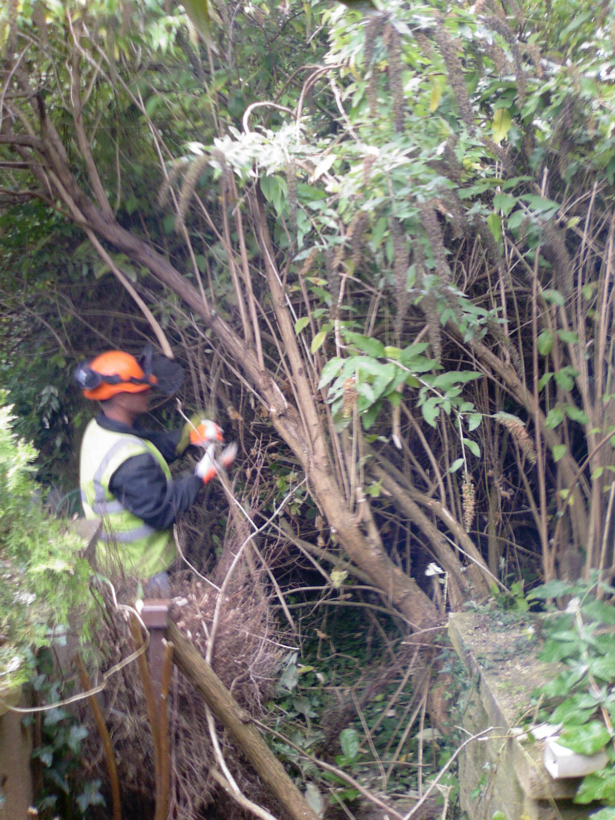 tree surgery